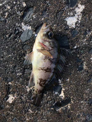 朝から釣りをする(笑)。