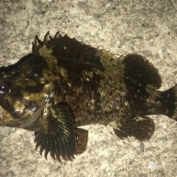 久しぶりの湾奥