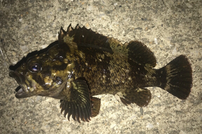 久しぶりの湾奥