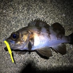 短時間でメバリング