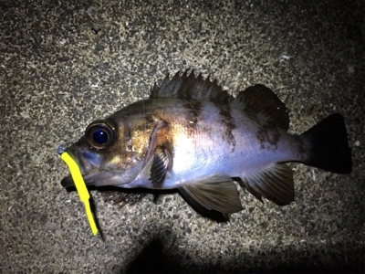 短時間でメバリング