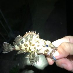 ガシラタケノコガシラガシラ