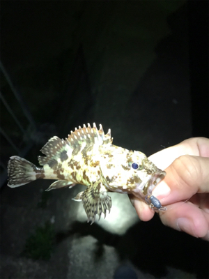 ガシラタケノコガシラガシラ