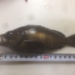 メバリングに取り憑かれて