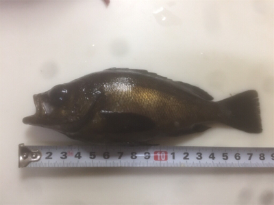 メバリングに取り憑かれて