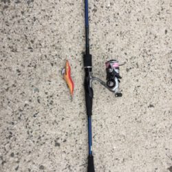 大島でエギング