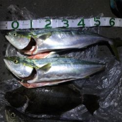 大漁!!!ブリヒラメシーバス