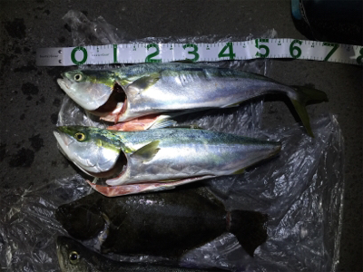 大漁!!!ブリヒラメシーバス