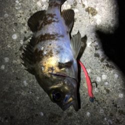 満潮までの上げ潮でメバリング