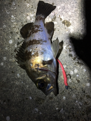 満潮までの上げ潮でメバリング