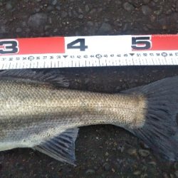 阿南市の辰巳でシーバス