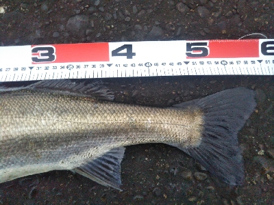 阿南市の辰巳でシーバス