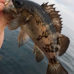 またもやポイント一人勝ち(笑)(釣行 其の拾六)