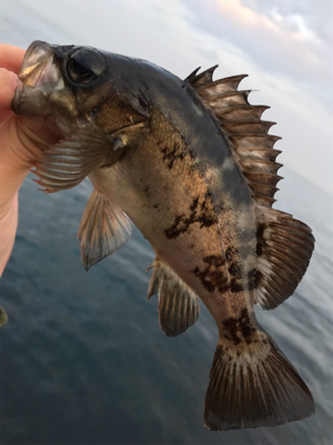 またもやポイント一人勝ち(笑)(釣行 其の拾六)