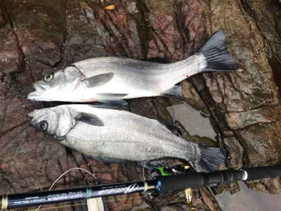 久々にヒラスズキ