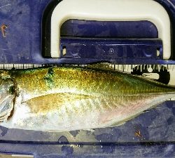 サビキでゴーゴー