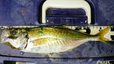 サビキでゴーゴー