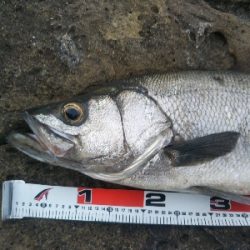 ランカーヒラスズキ