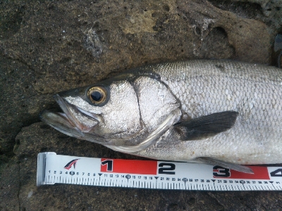 ランカーヒラスズキ