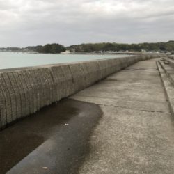 まさかのドラゴン！