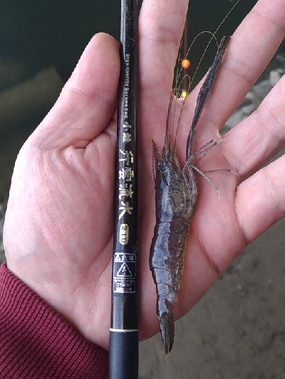 多摩川テナガエビ調査釣行2