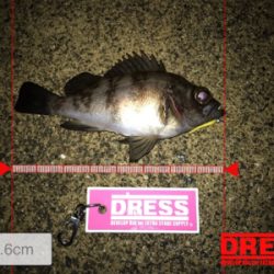 雨上がりのメバリング