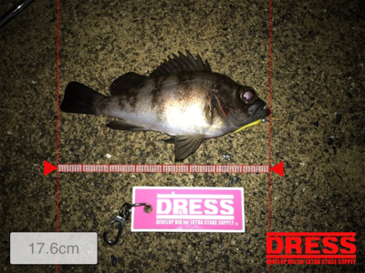 雨上がりのメバリング