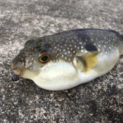 風が強い中おチヌさん釣れた