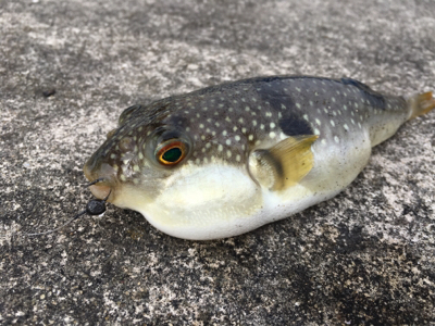 風が強い中おチヌさん釣れた