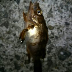 メバルマスター230