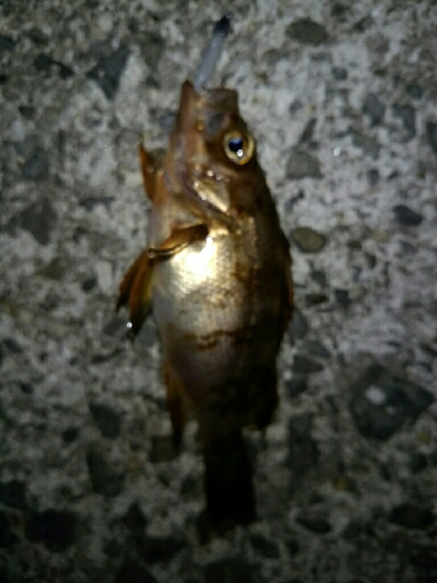 メバルマスター230