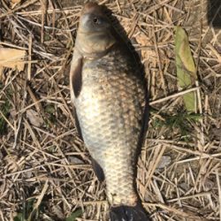 のんびりフナ釣り