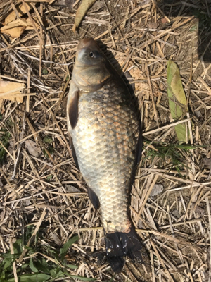 のんびりフナ釣り