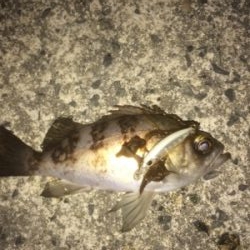 季節外れの寒さ