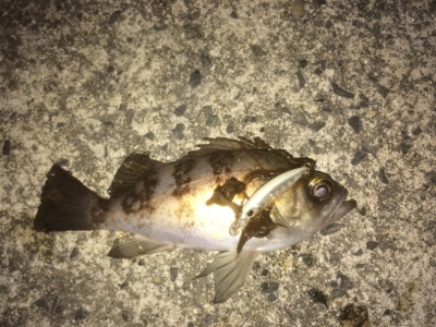 季節外れの寒さ