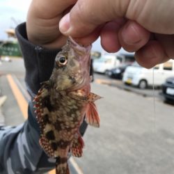 ジャボならずアジ1匹