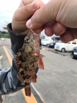 ジャボならずアジ1匹