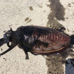 人生初のエギング