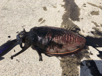 人生初のエギング