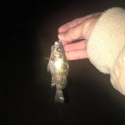 暴風雨アジング