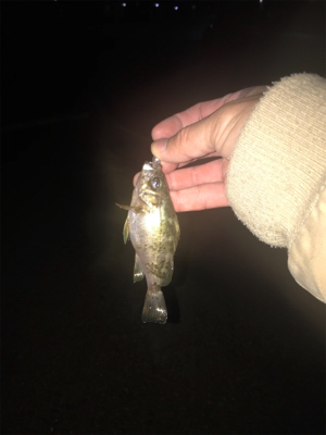 暴風雨アジング