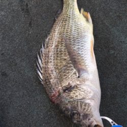 寒く渋いなかハネゲット！