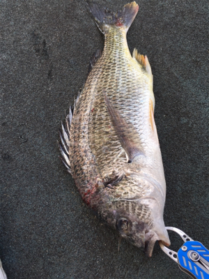 寒く渋いなかハネゲット！