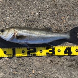 エビ撒き 好釣‼︎