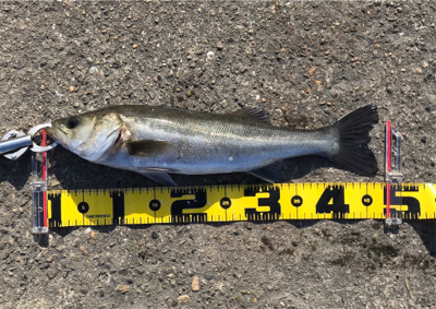 エビ撒き 好釣‼︎