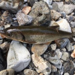 今年初の渓流釣り