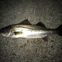 久しぶりにニコニコ！