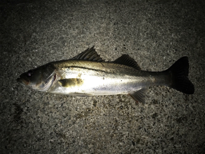 久しぶりにニコニコ！