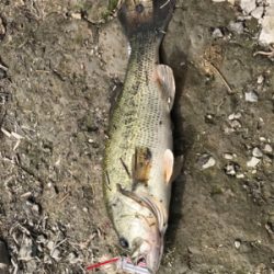 旧吉野川水系にて！