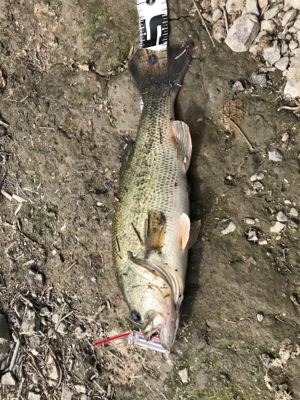 旧吉野川水系にて！